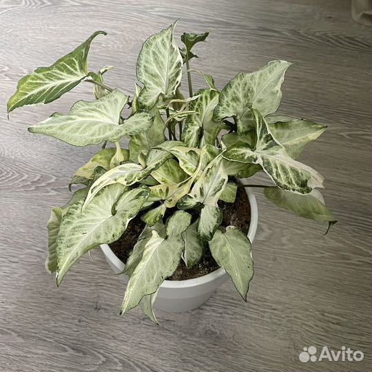 Сингониум старлайт