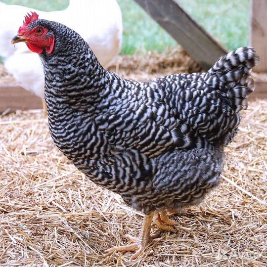 Куры - домашняя птица