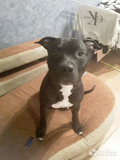 Питбуль вязка