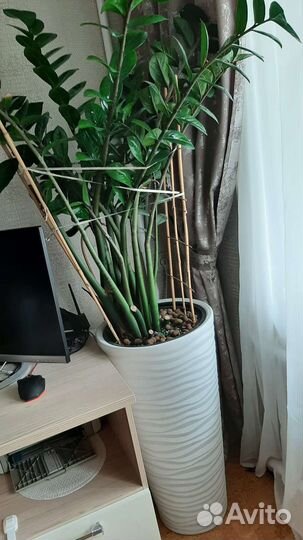 Шикарный высокий замиокулькас долларовое дерево
