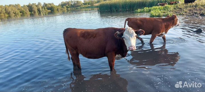 Нетели (Герефорды)