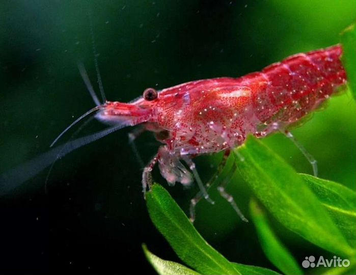 Аквариумные креветки вишневые