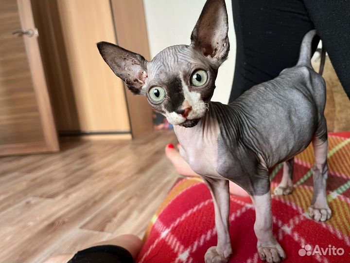 Донской сфинкс котята