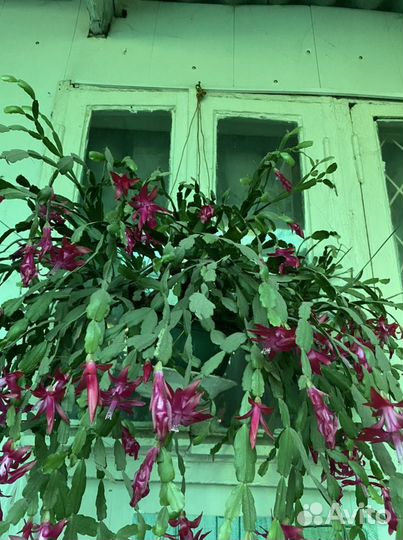 Цветок декабрист