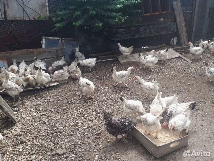 Куры несушки