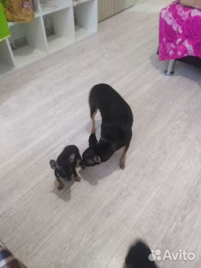 Продам щенков мини той терьера