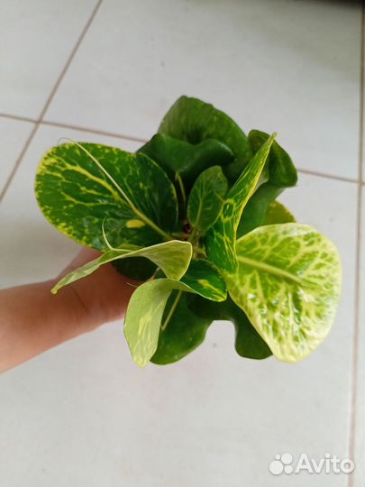 Кротон Paen Din Thong