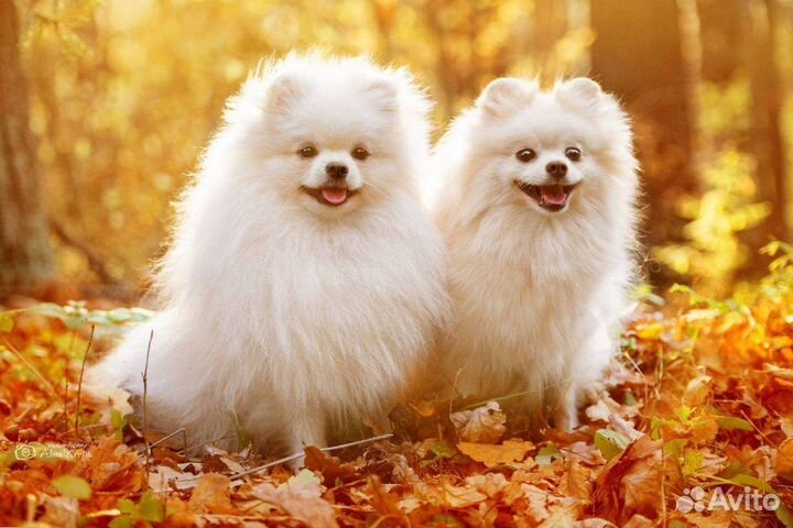 Малый немецкий Шпиц-Вязка. щенки