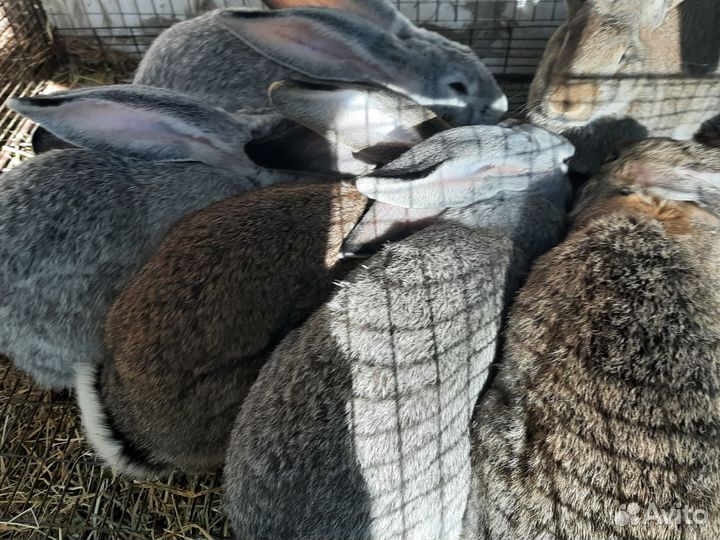 Кролики мясных пород