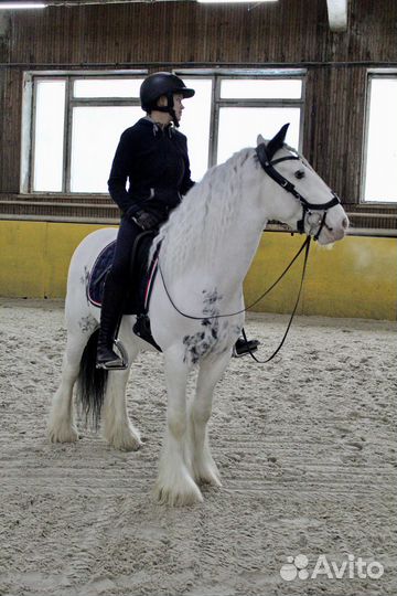 Занятия верховой ездой на тинкере. Выездка, конкур