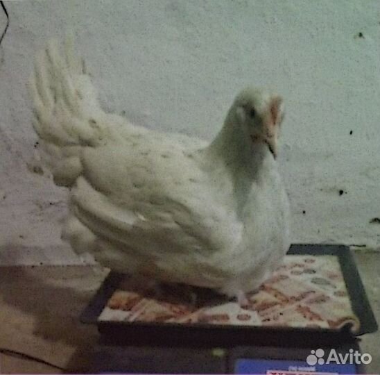 Куры молодки несушки рыжие белые доминанты
