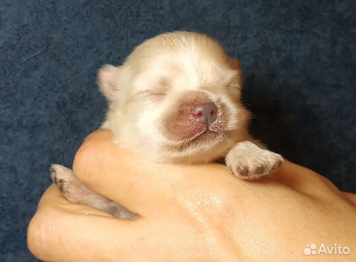 Щенки шпица