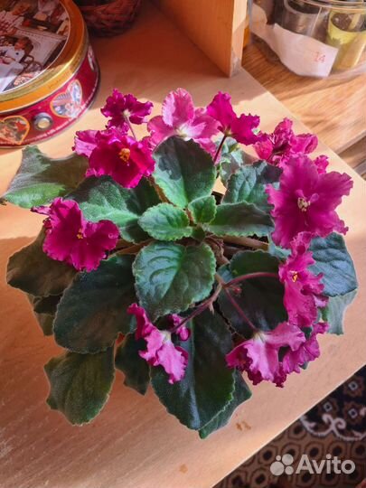 Фиалка в горшках