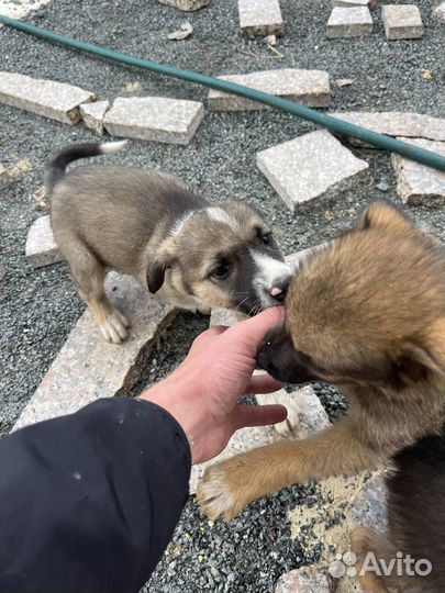 Собаки бесплатно в добрые руки