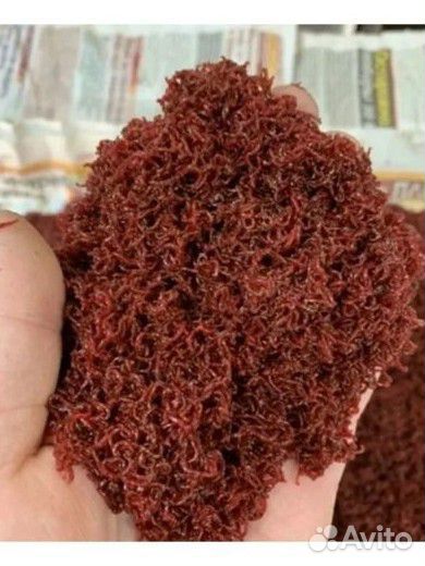 Мотыль, опарыш