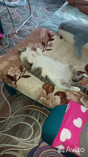 Кошки бесплатно