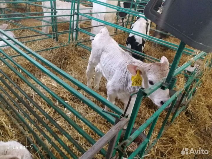 Телочки и бычки породистые