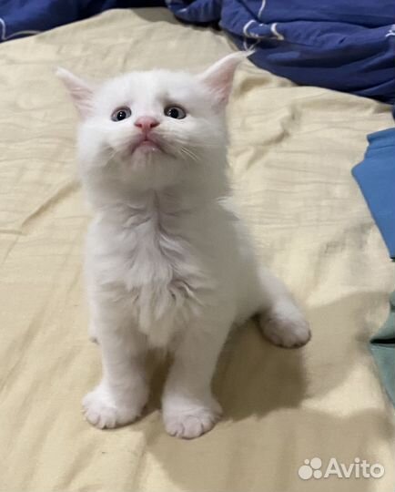 Котята мейн-кун