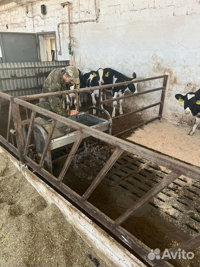 Телята бычки