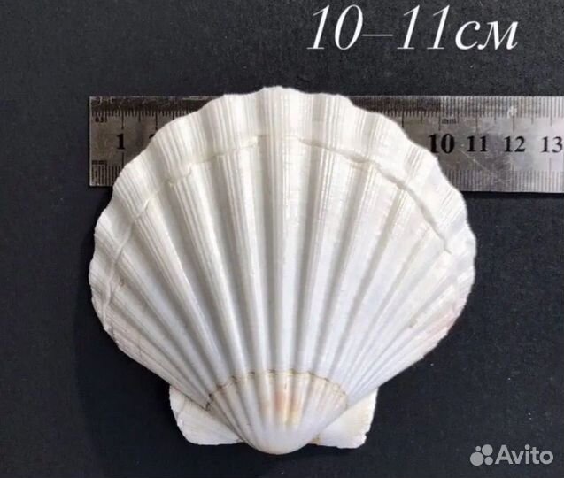 Морская ракушка второй сорт