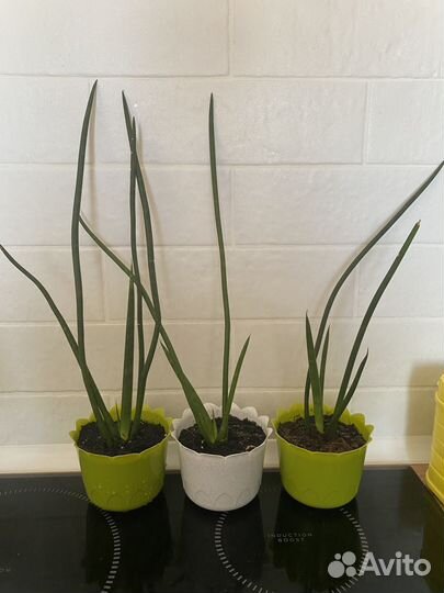 Сансевиерия цилиндрическая с горшком