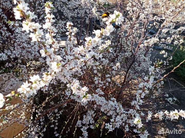 Саженцы вишня войлочная на ножке