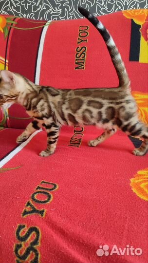 Бенгальские котята