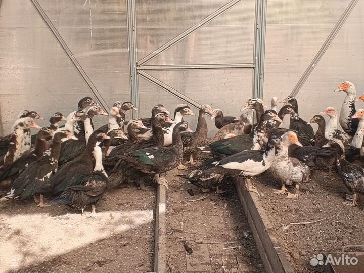 Индоутка мускусная утка