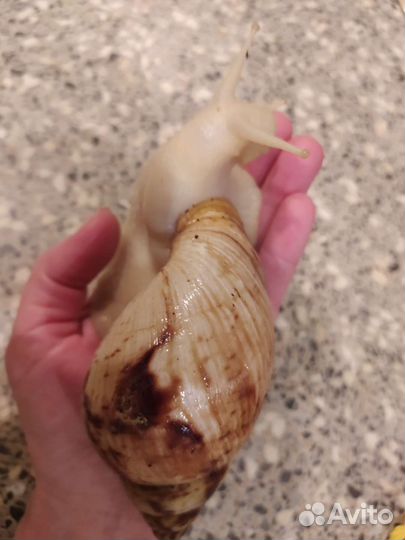 Улитки ахатины