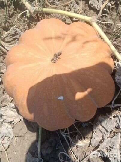 Тыква Мускат Праванс