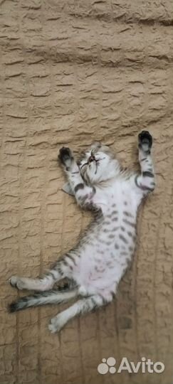 Подарю чудесных котят