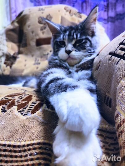 Мейн-кун Кошечка