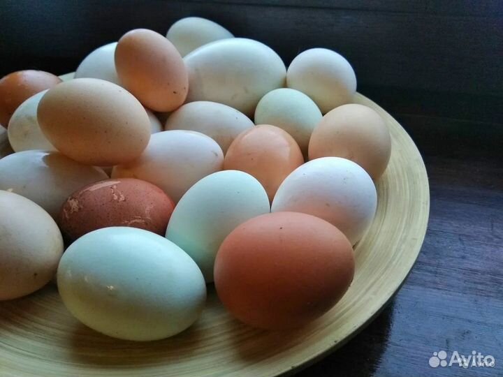 Домашние куриные яйца