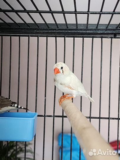 Зебровые амадины