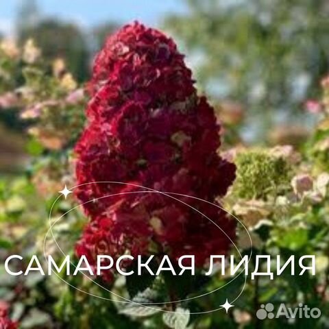 Гортензия Самарская Лидия