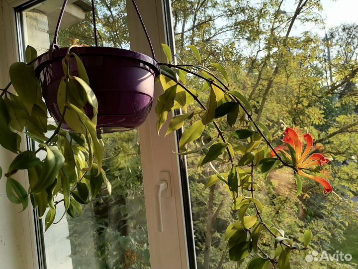 Эсхинантус (павлиний хвост)