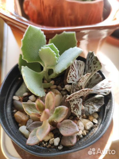 Суккуленты излишки