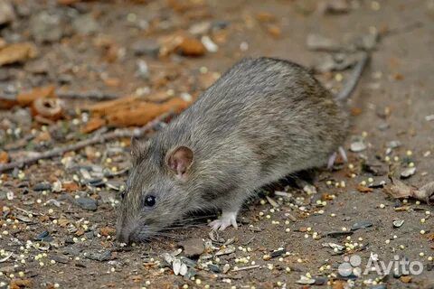 Крысы. Серая крыса - пасюк. | Полезные статьи | Ультразвуковые отпугиватели оптом и в розницу