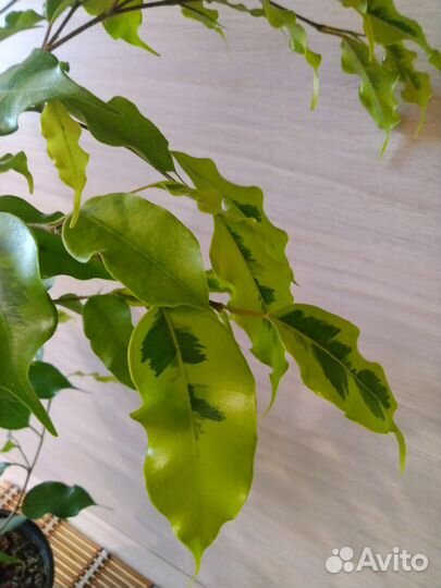 Фикус бенджамина пестролистный