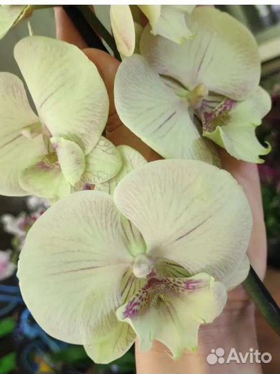 Орхидея биглип Hazelnut