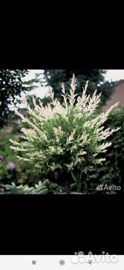 Ива японская хакуро нишики