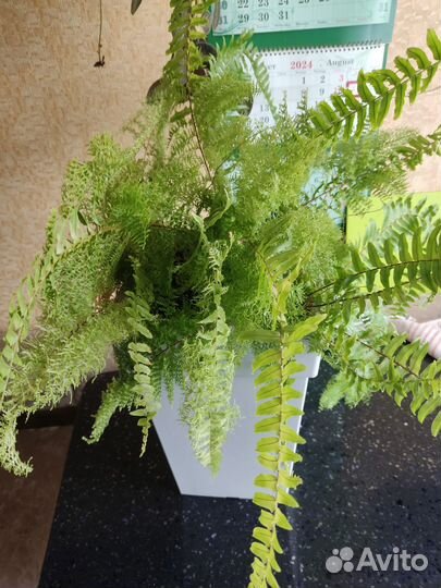 Папоротник комнатный