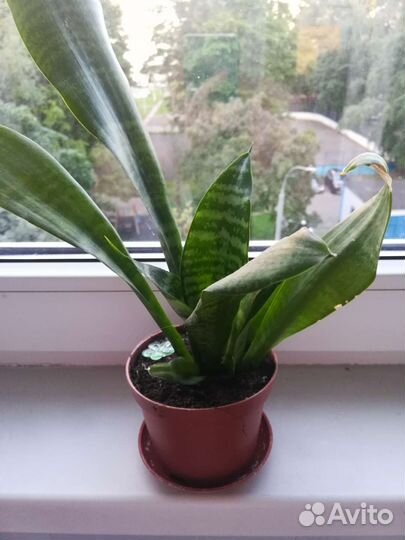 Сансевиерия. Щучий хвост. Тещин язык. Комнатные р