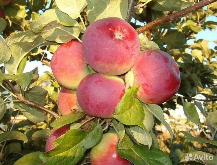 Саженцы яблони Орлик