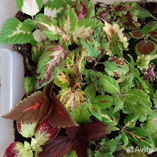 Колеусы вегетативные