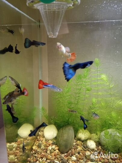 Мальки гуппи