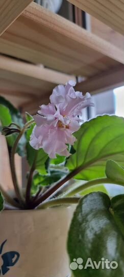 Фиалка (сенполия) нежно розовая