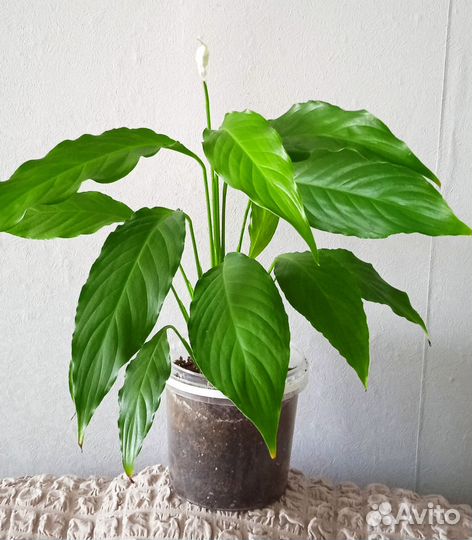 Спатифиллум