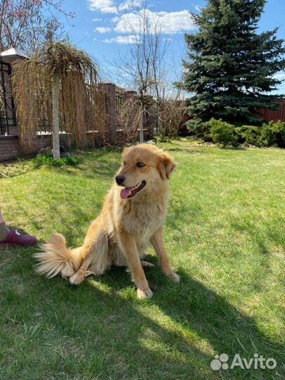 Ласковая спокойная собачка небольшая