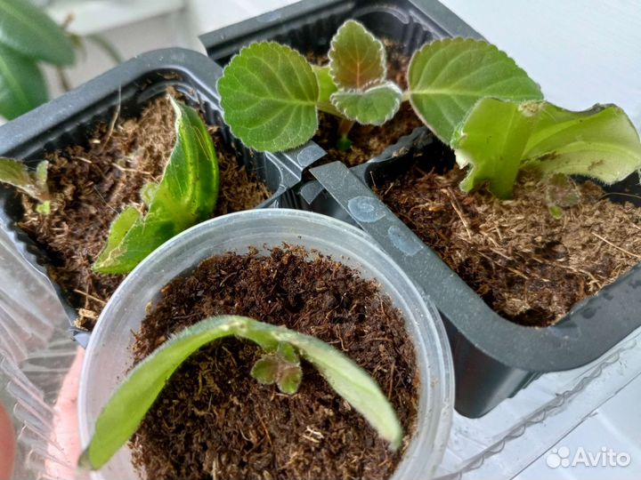 Глоксиния укорененные листики